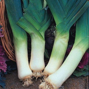 Лук порей Зимний гигант (УД)