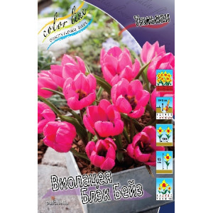Тюльпан Виолацея Блэк Бейз, видовые  (пак.10шт.)