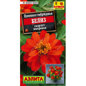 Цинния Белиз даубл скарлет 5 шт.Г