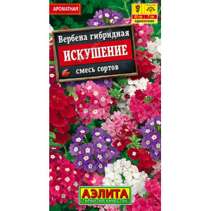 Вербена Искушение  смесь 40 шт !!! Аэ Ц