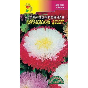 Астра десерт Королевский помпон (ЦВ)