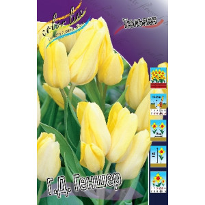 Тюльпан Г.Д.Геншер 12/+,Мнгцв.(пак.10шт.)